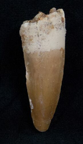 Juvenile Spinosaurus Tooth #13709